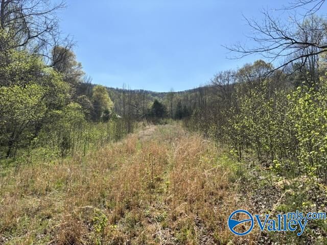 Property Photo:  19 Acres County Road 148  AL 35772 