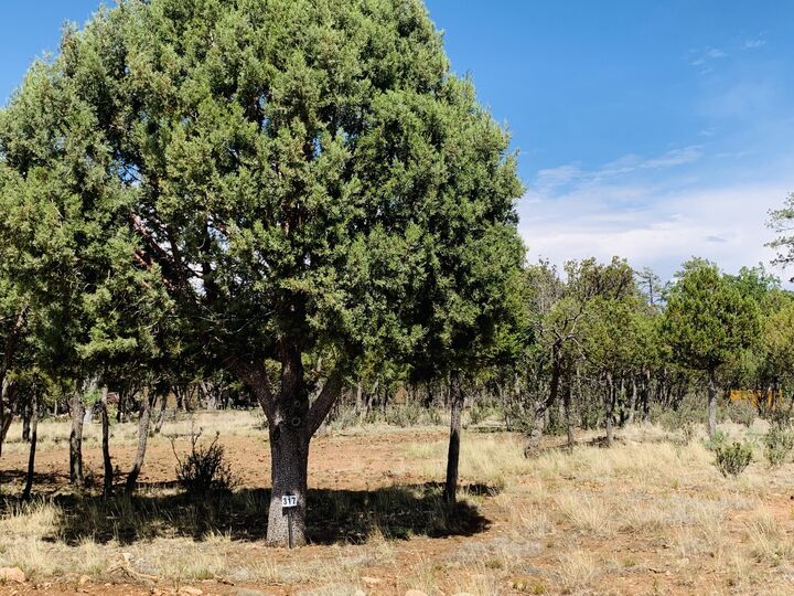 Property Photo: 2277 Pine Crest Drive AZ 86024