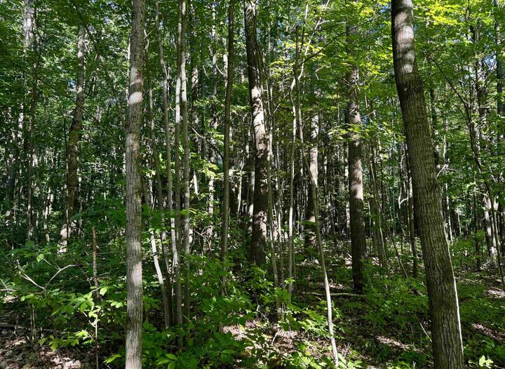 Property Photo:  Tbd Old State Road  MI 48625 