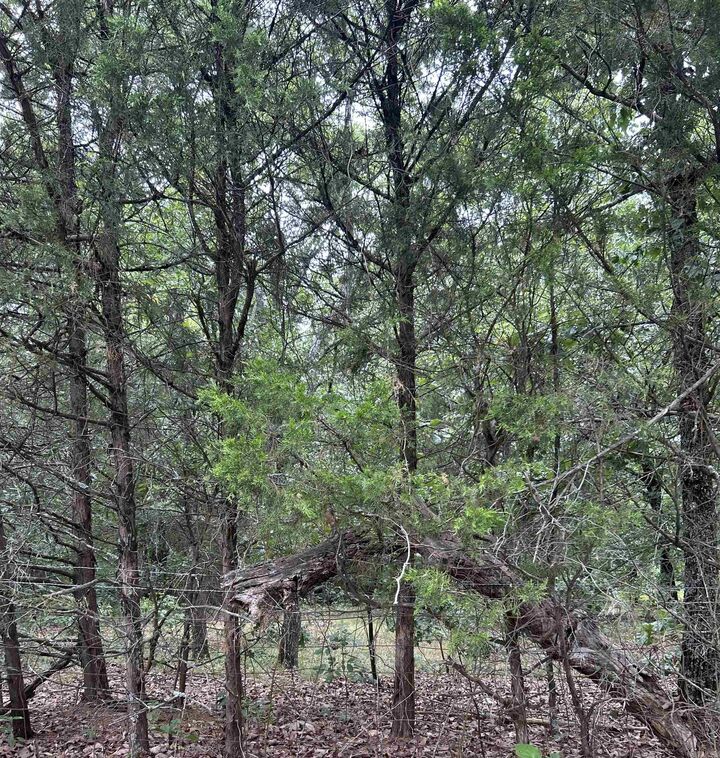Property Photo:  3324 Donnell Ridge Road  AR 72034 