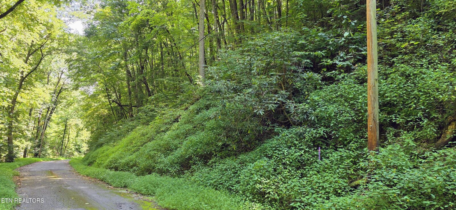 Property Photo:  Lot 29 Black Walnut Flats Rd  TN 37862 
