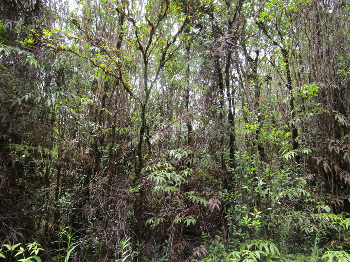 Property Photo: Ala Naulani Rd HI 96785