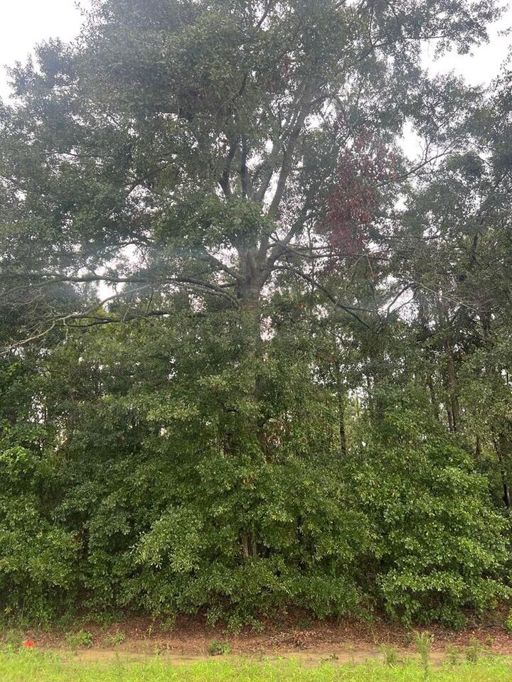 Property Photo:  Tbd Parcel 3 Henry County Road 12  AL 36345 