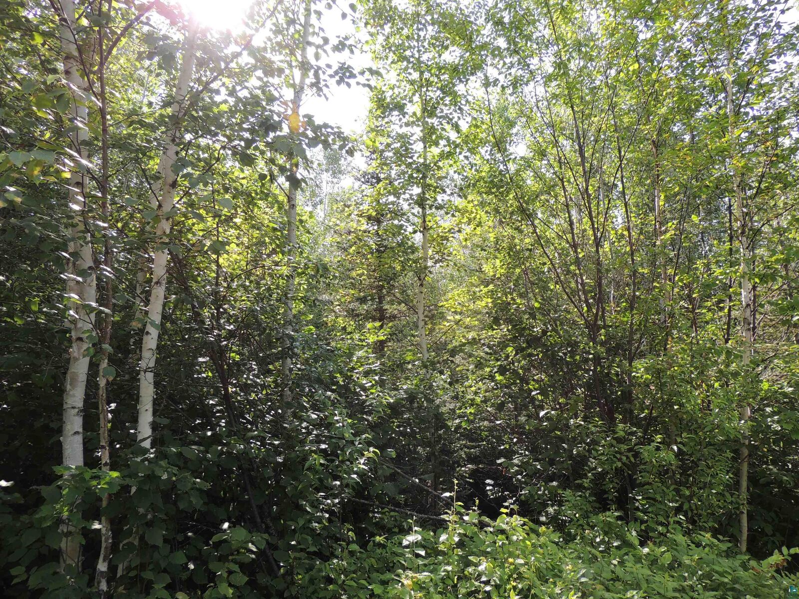 Property Photo:  X2 Cougar Tr  MN 55604 