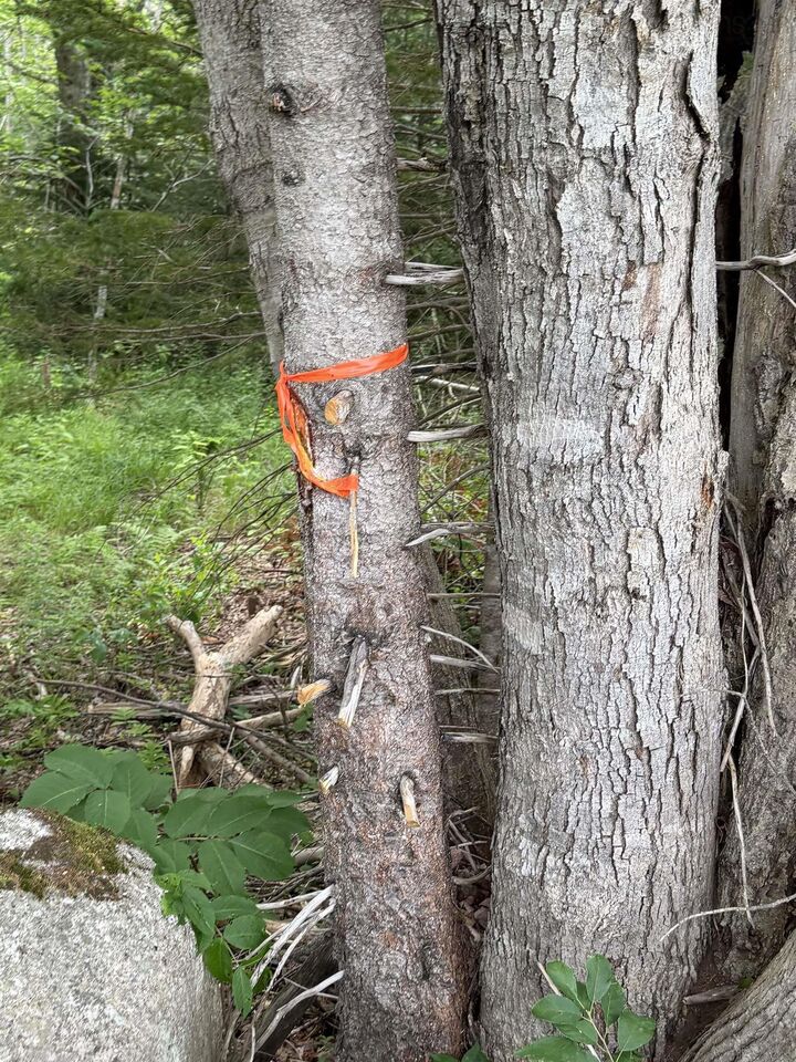 Property Photo:  Lot 2026 Perotte Road  NS B0S 1A0 