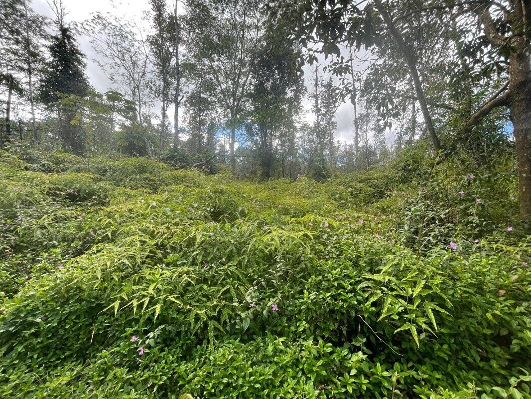 Property Photo:  Plumeria Rd  HI 96778 