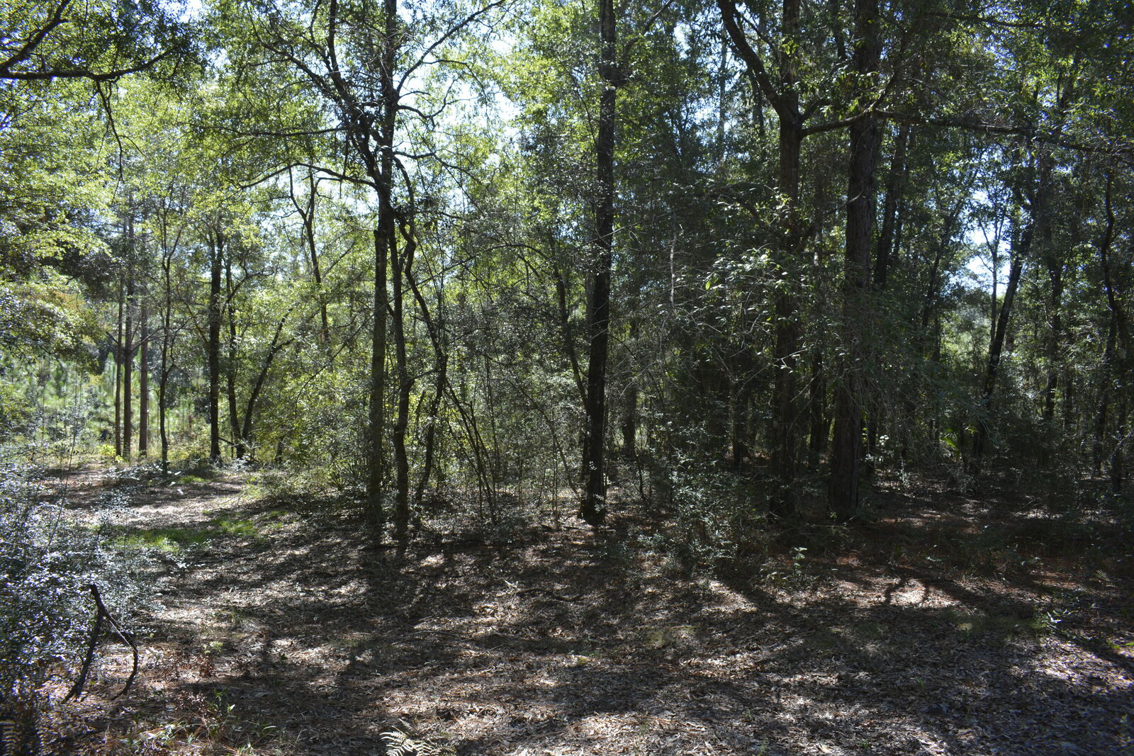 Property Photo:  Xxx 32 Ac. Aplin Road  FL 32539 