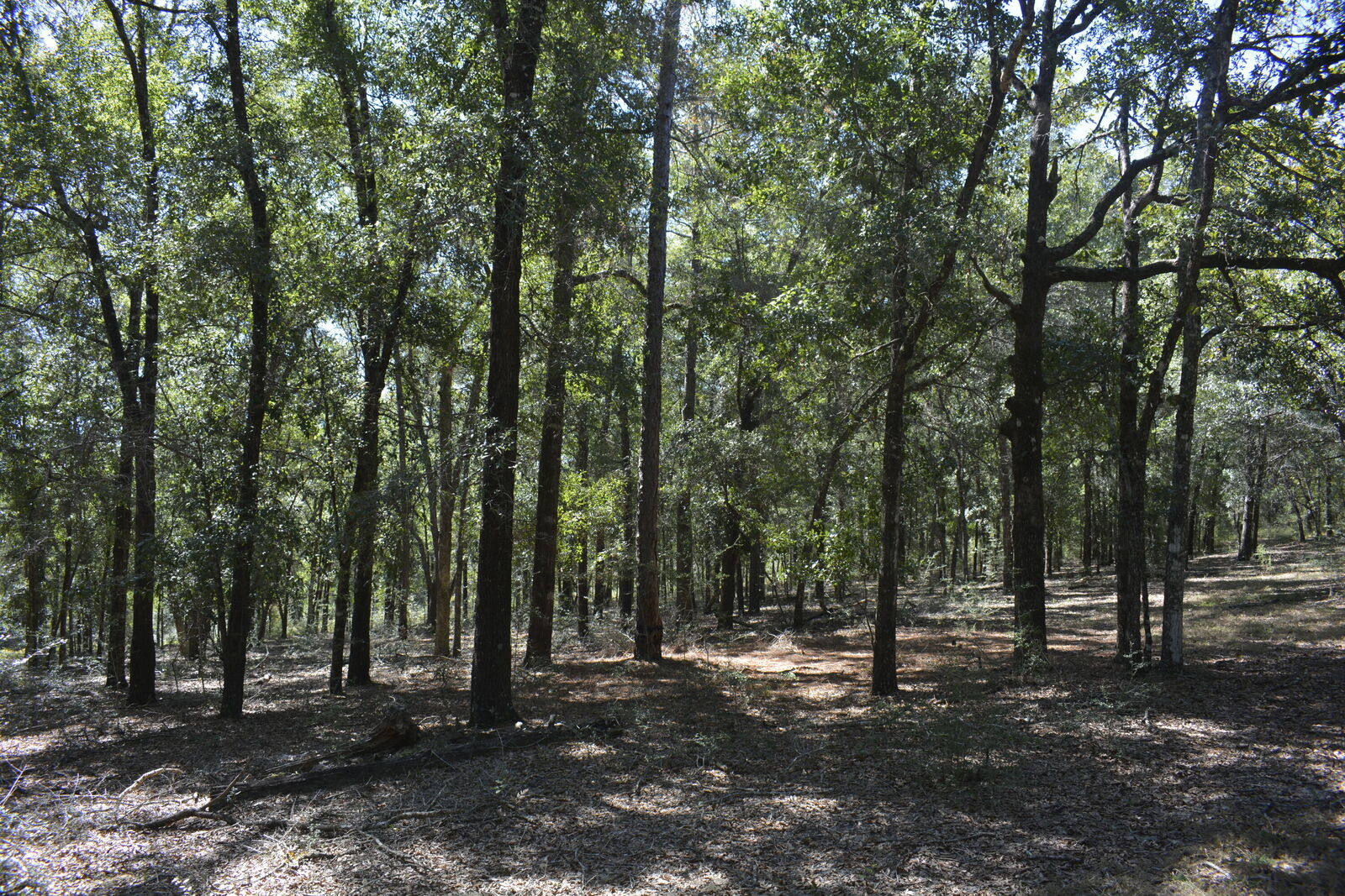 Property Photo:  Xxx 32 Ac. Aplin Road  FL 32539 