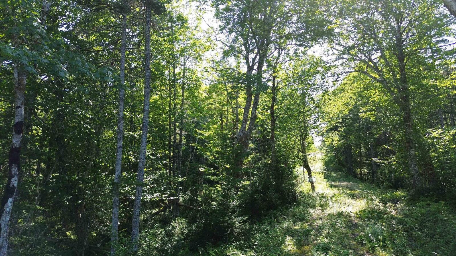 Property Photo:  Condons Lake Drive  NS B0E 3B0 