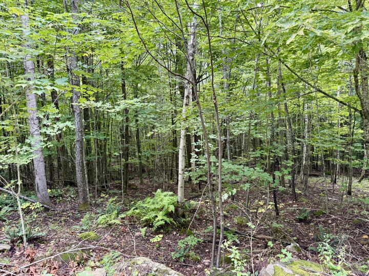Property Photo: 0 Dann Road NY 12981