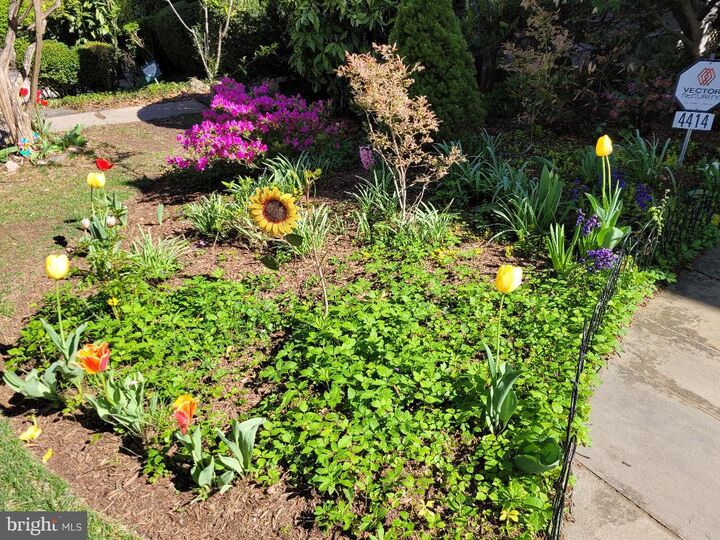 Property Photo:  4414 Lowell Street NW  DC 20016 