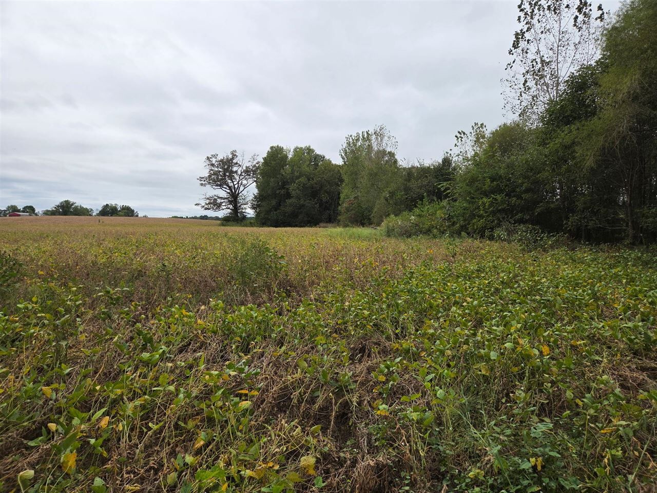 Property Photo: 0 Lewis Road KY 42171