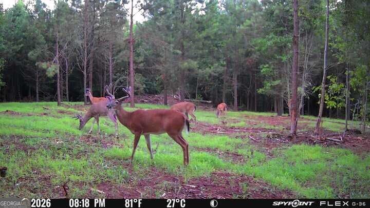 Property Photo:  132 Acres Carlisle Gap Rd  GA 31836 