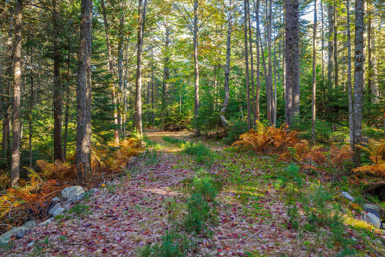 Property Photo:  Map 17  Bear Springs  Lane  ME 04684 