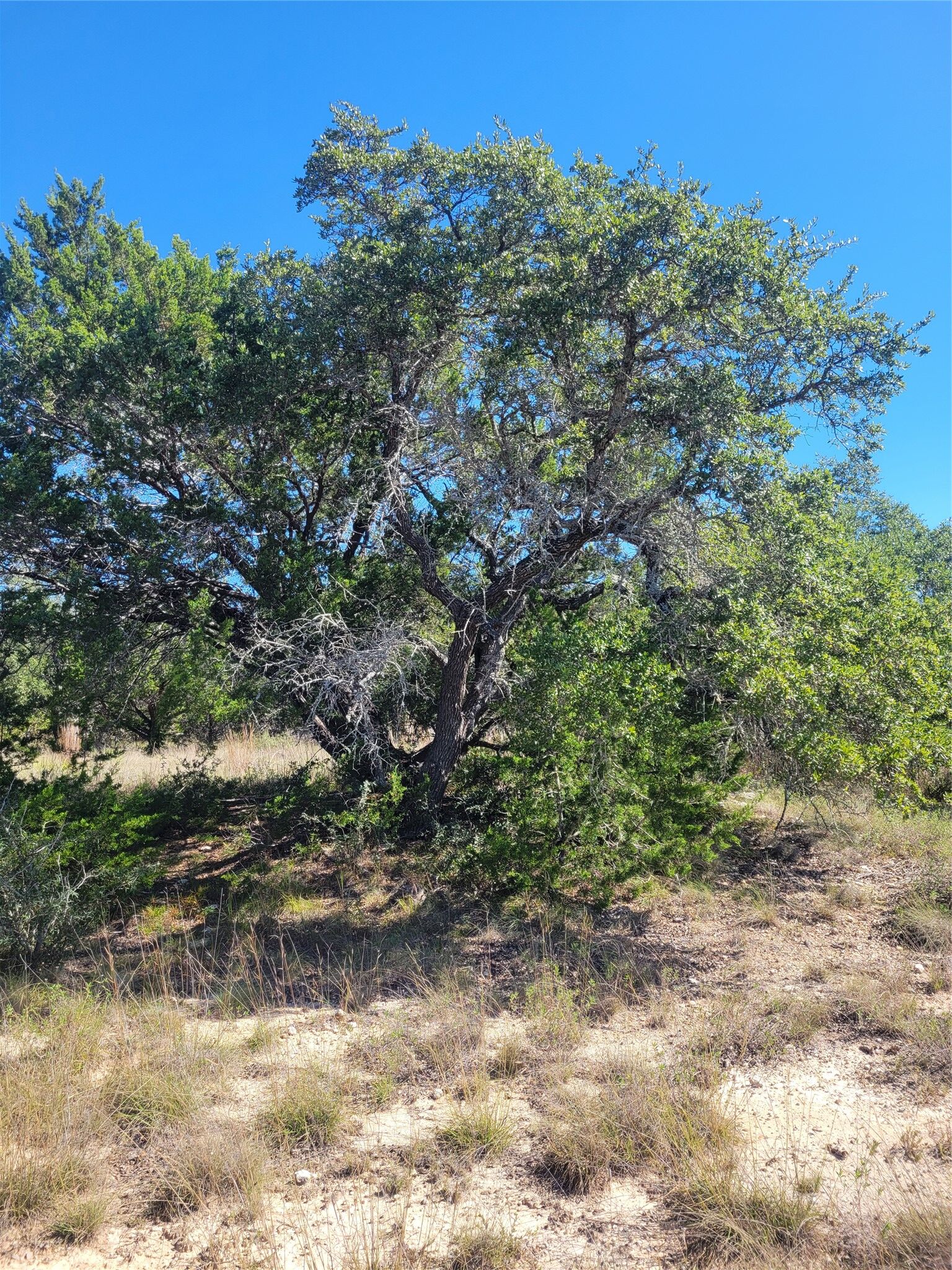 Property Photo: 648 Bonita Drive TX 78606