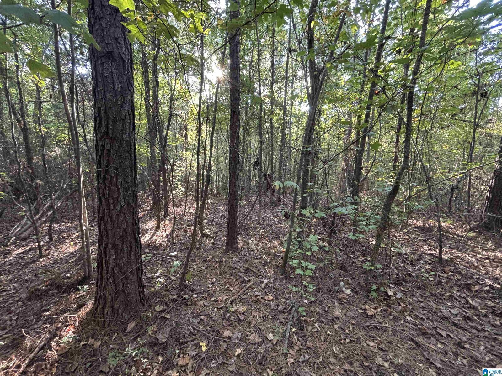 Property Photo:  Shoal Creek Road 14+/- Acres  AL 35953 