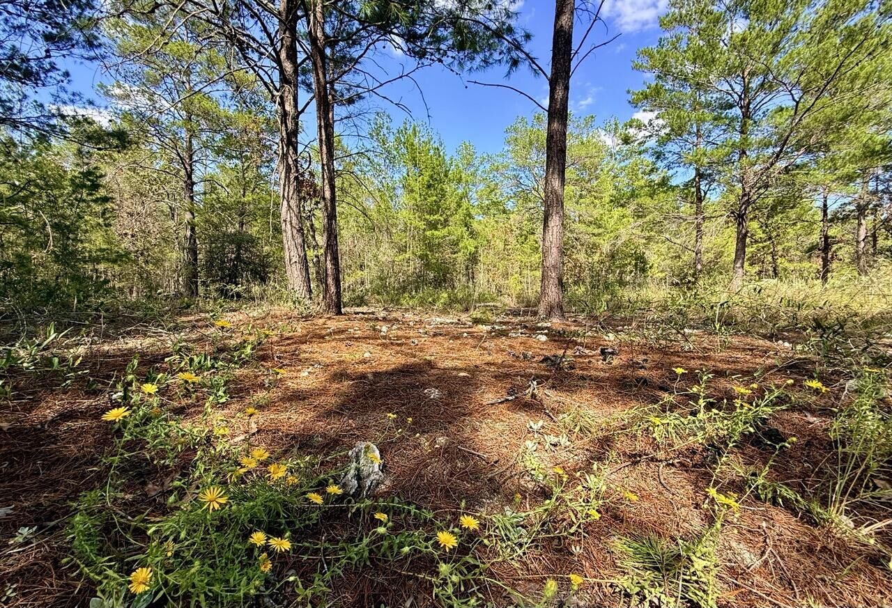 Property Photo: 870 Watson Road M FL 32433